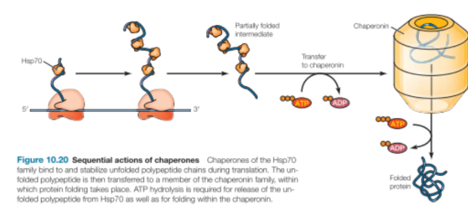 <ul><li><p>Bind hydrophobic parts of unfolded regions</p></li><li><p>Release and rebind with ATP hydrolysis</p></li><li><p>Cycles on and off until hydrophobic regions find each other in the correct fold</p></li><li><p>When hydrophobic domains are no longer available, Hsp70 no longer binds</p></li><li><p>Found in cytosol and in subcellular organelles </p></li><li><p>The unfolded polypeptide will then be transferred from Hsp70 to chaperonin to fold</p></li></ul><p></p>
