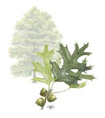 <p><span>Deciduous tree with deeply lobed green leaves that turn red in fall and small acorns. Used as a shade tree.</span></p>