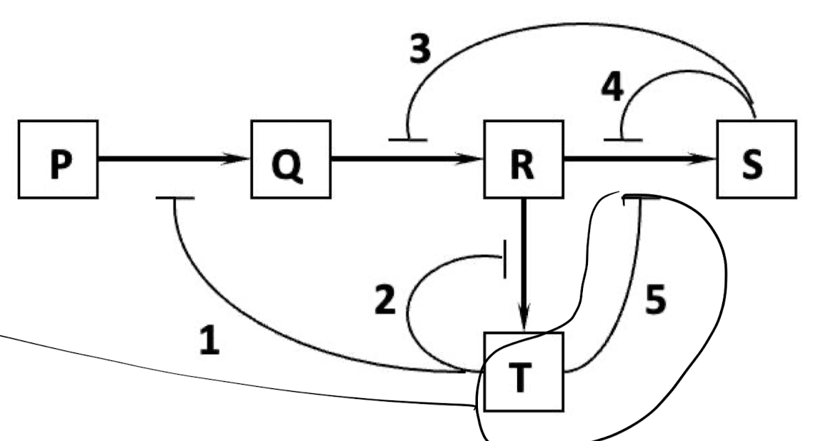 Which of the regulatory interactions 1 to 5 depicted in the following diagram is NOT an example of a negative feedback regulation?

A. 1

B. 2

C. 3

D. 4

E. 5