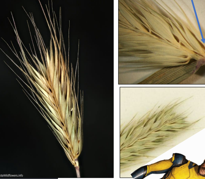 <p>short, light awns</p><p>3 spikelets per node</p><p>glumes are wide, constrict at base</p>