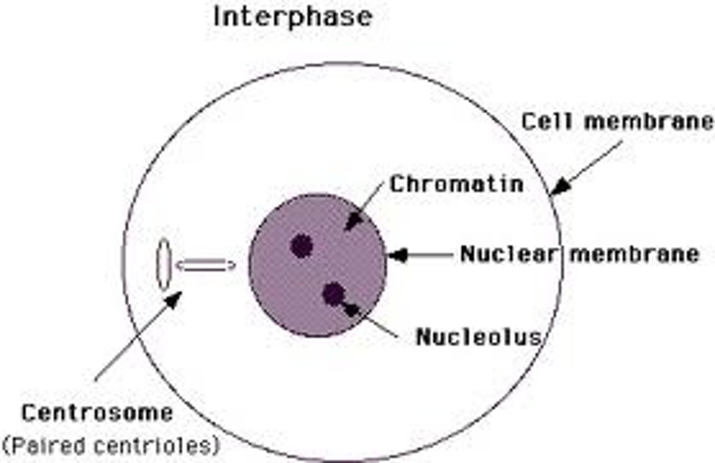 <p>period between nuclear divisions. DNA replicates, thus the amount of dna doubles between divisions</p>