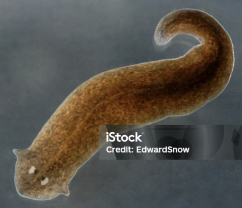 <ul><li><p>phylum platyhelminthes </p></li><li><p>has eyespots </p></li></ul><p></p>