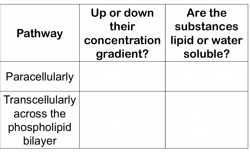 <p>How can substances move by diffusion across the tubular epithelium?</p>