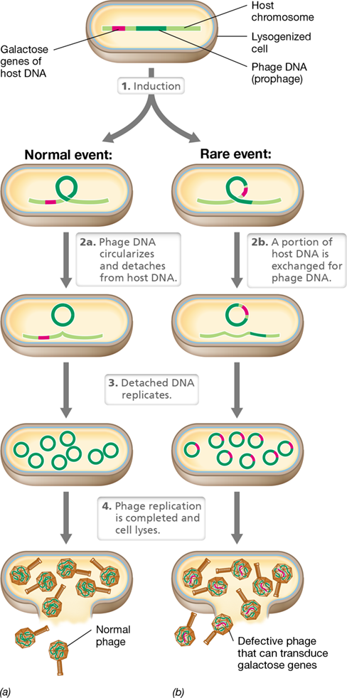 <p>temperate phages with established lysogeny are incorrectly excised, host DNA exchanged for phage DNA and makes way into new phages</p>