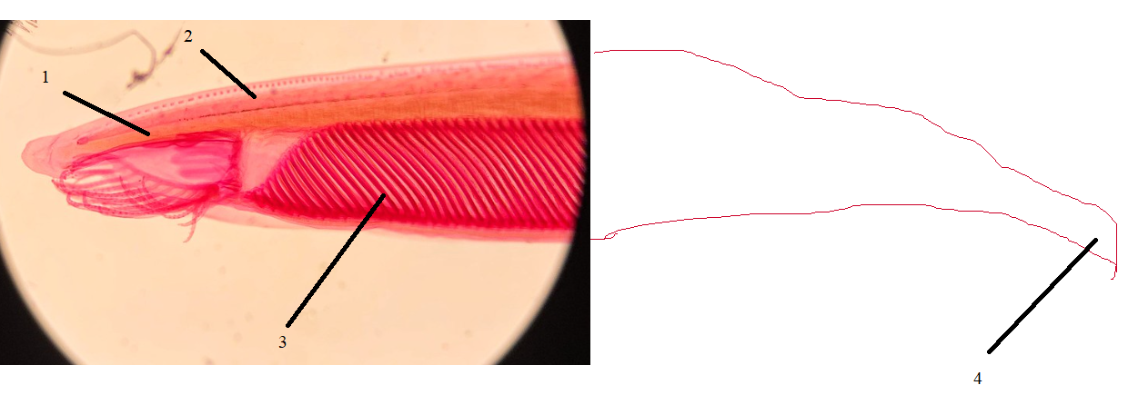 <p>Phylum?<br>subphylum?<br>Symmetry? Tissue type?<br>Cavity?</p><p>1/2/3/4</p><p><br>Chordate characteristics?</p>