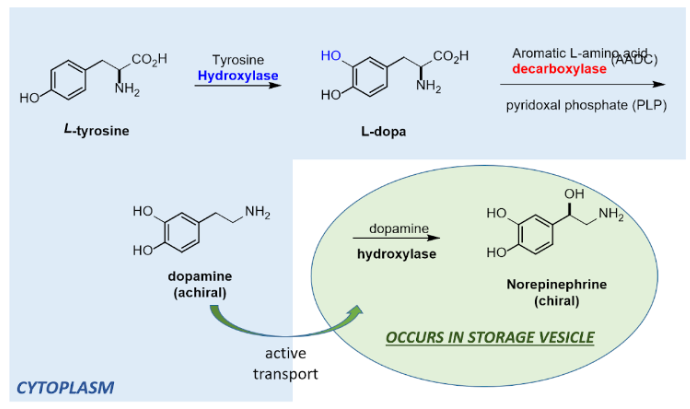 <p>•L tyrosine is hydroxylated by tyrosine hydroxylase into L-Dopa</p><p>•L Dopa is decarboxylated by Aromatic L amino acid with cofactor PLP decarboxylase turning it into dopamine</p><p>•Dopamine is actively transported into a storage vesicle</p><p>•Dopamine is turned into norepinephrine by dopamine hydoxylase</p>