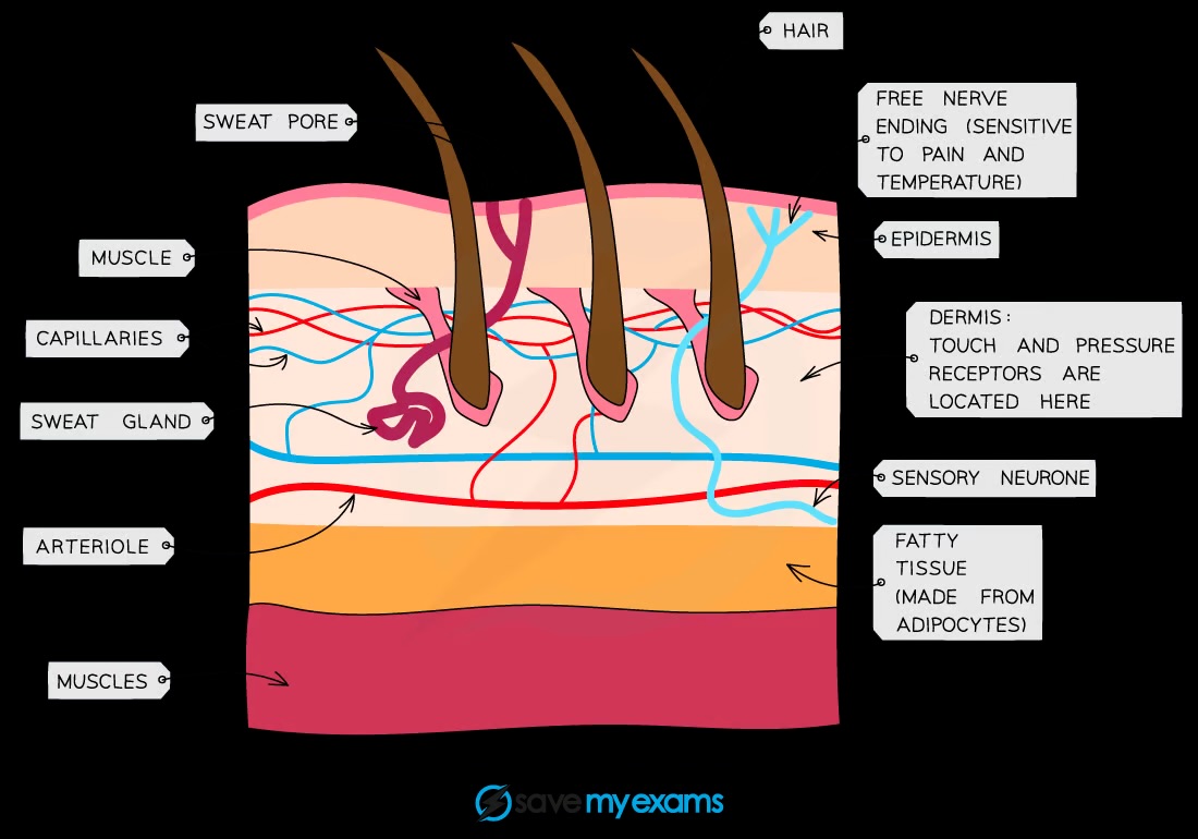 <p>Hairs, erector muscles, sweat glands, receptors, sensory neurones, blood vessels, fat</p>