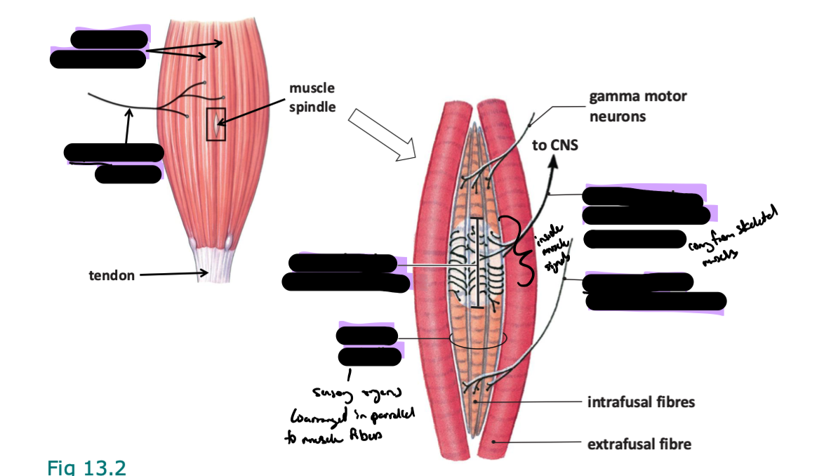 <ul><li><p>central region lacks miofibrils</p></li><li><p>gamma motor neurons from CNS</p></li><li><p>alpha motor neyrons</p></li><li><p>extrafusal muscle fibers</p></li><li><p>tonically active sensory neurons</p></li><li><p>muscle spindles</p></li></ul><p></p>