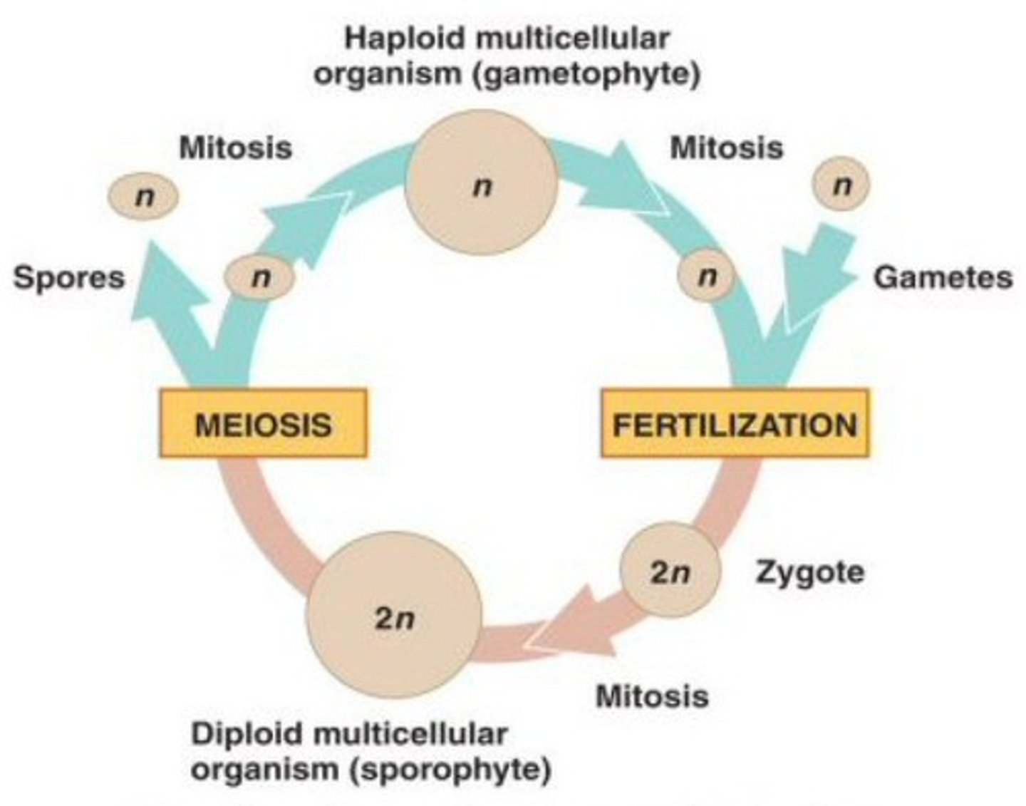 <p>sexual reproduction that alternates between a gamete-making individual and a spore-making individual</p>