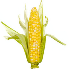 <p>corn</p>