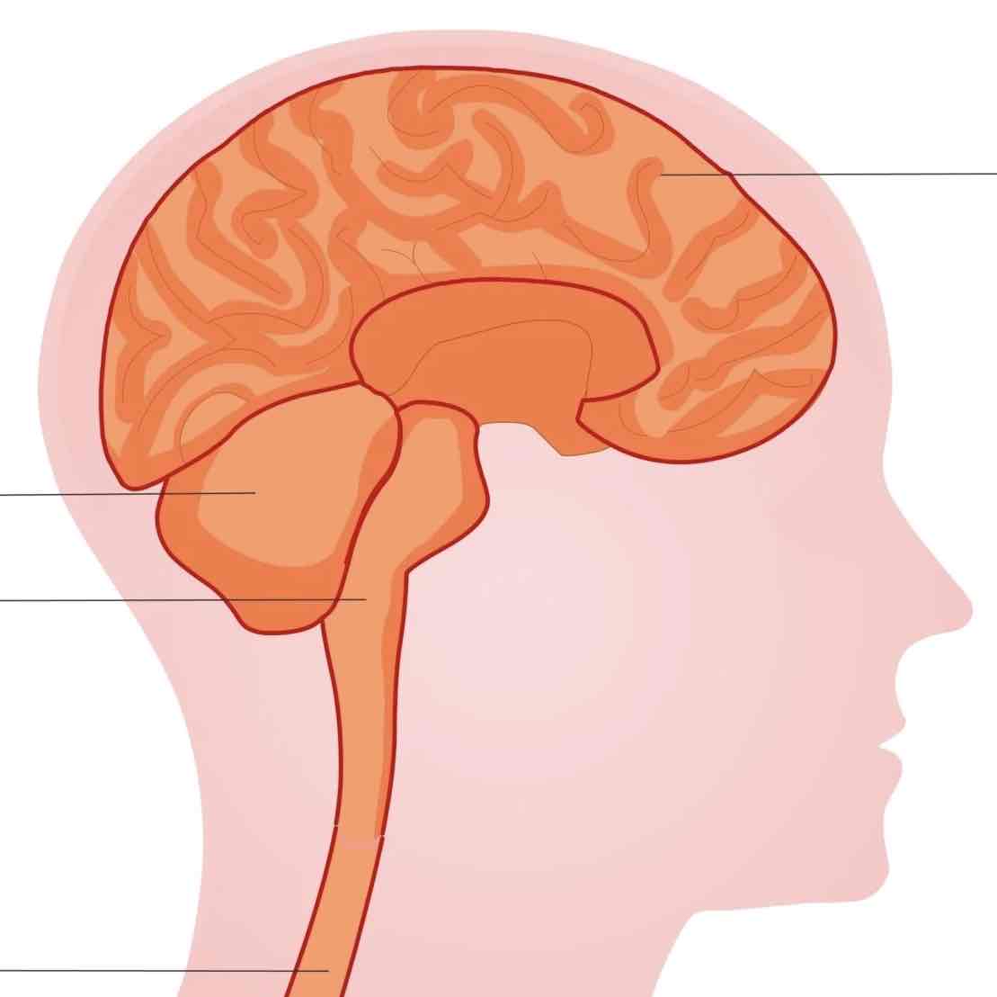 <p>Brain and spinal cord</p>