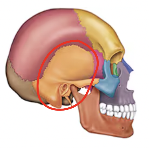 <p>Name this bone of the skull</p>