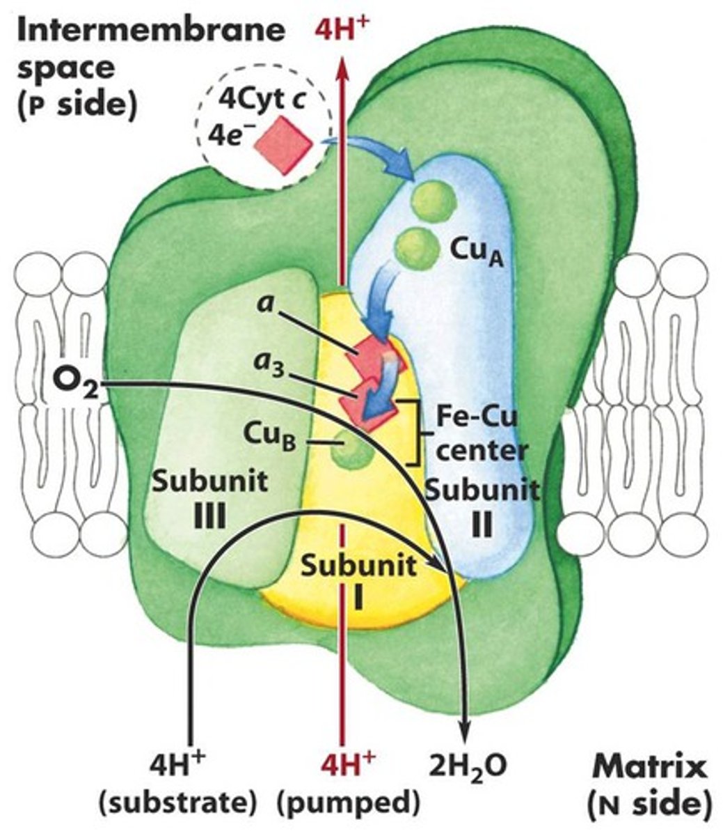 <p>-fourth complex of ETC</p><p>-electrons dropped off by cytochrome c</p><p>-electrons moved by copper to an oxygen-binding complex, producing water. THIS IS WHY OXYGEN IS REQUIRED FOR KREBS CYCLE!</p>
