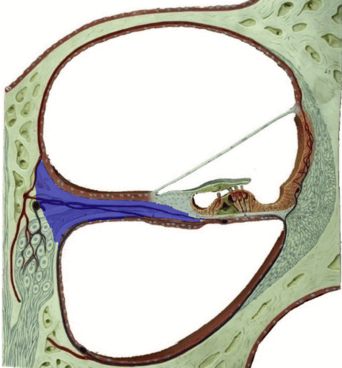 <p>bony shelf that projects from the modiolus</p>