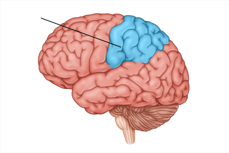 <p><strong>receives sensory input</strong> for touch and body position; visuospatial processing, spatial attention + mapping</p>