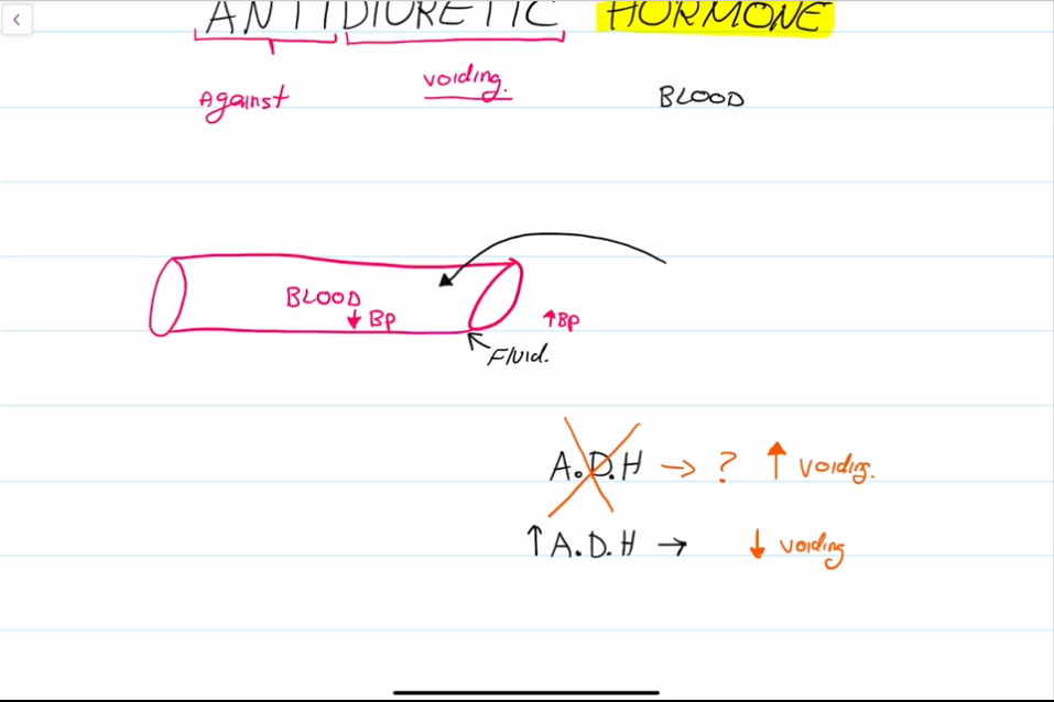 <ul><li><p>ADH encourages urine retention in the body.</p></li><li><p>The hypothalamus contains osmoreceptors, if the concentration of solute in the blood becomes too high, then the hypothalamus instructs the pituitary gland to release ADH. Kidney tubules then reabsorb more water</p></li><li><p>Diuretics such as alcohol inhibit ADH.</p></li></ul><p></p>