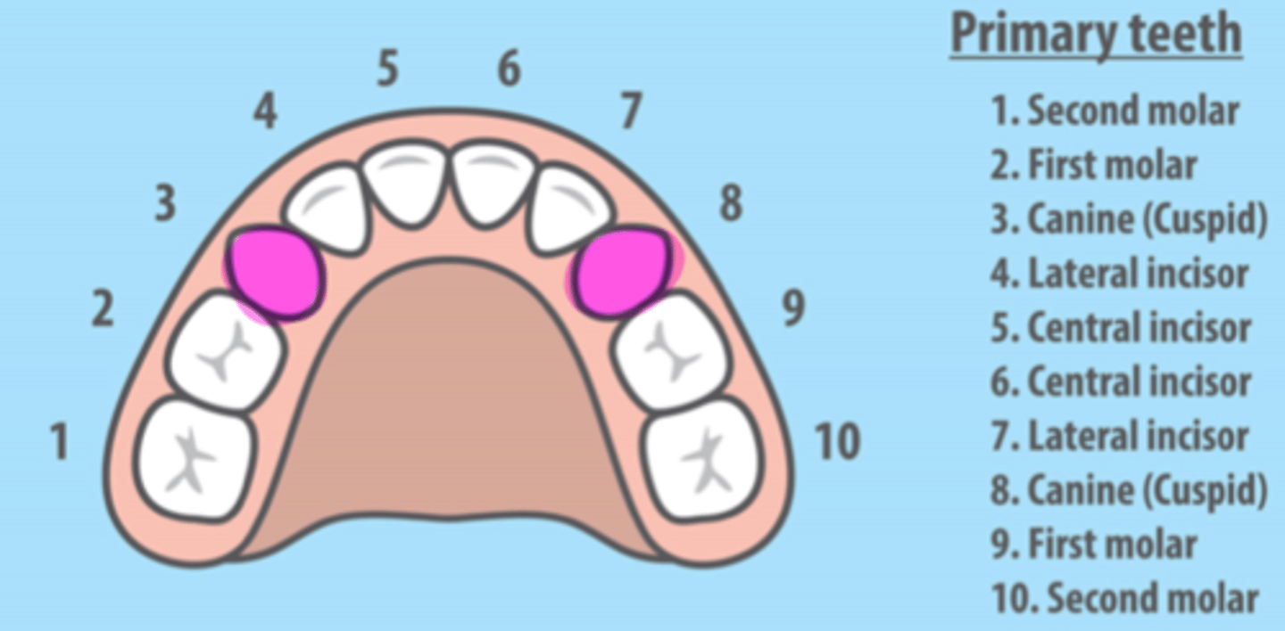 <p>Maxillary Primary Canines</p>