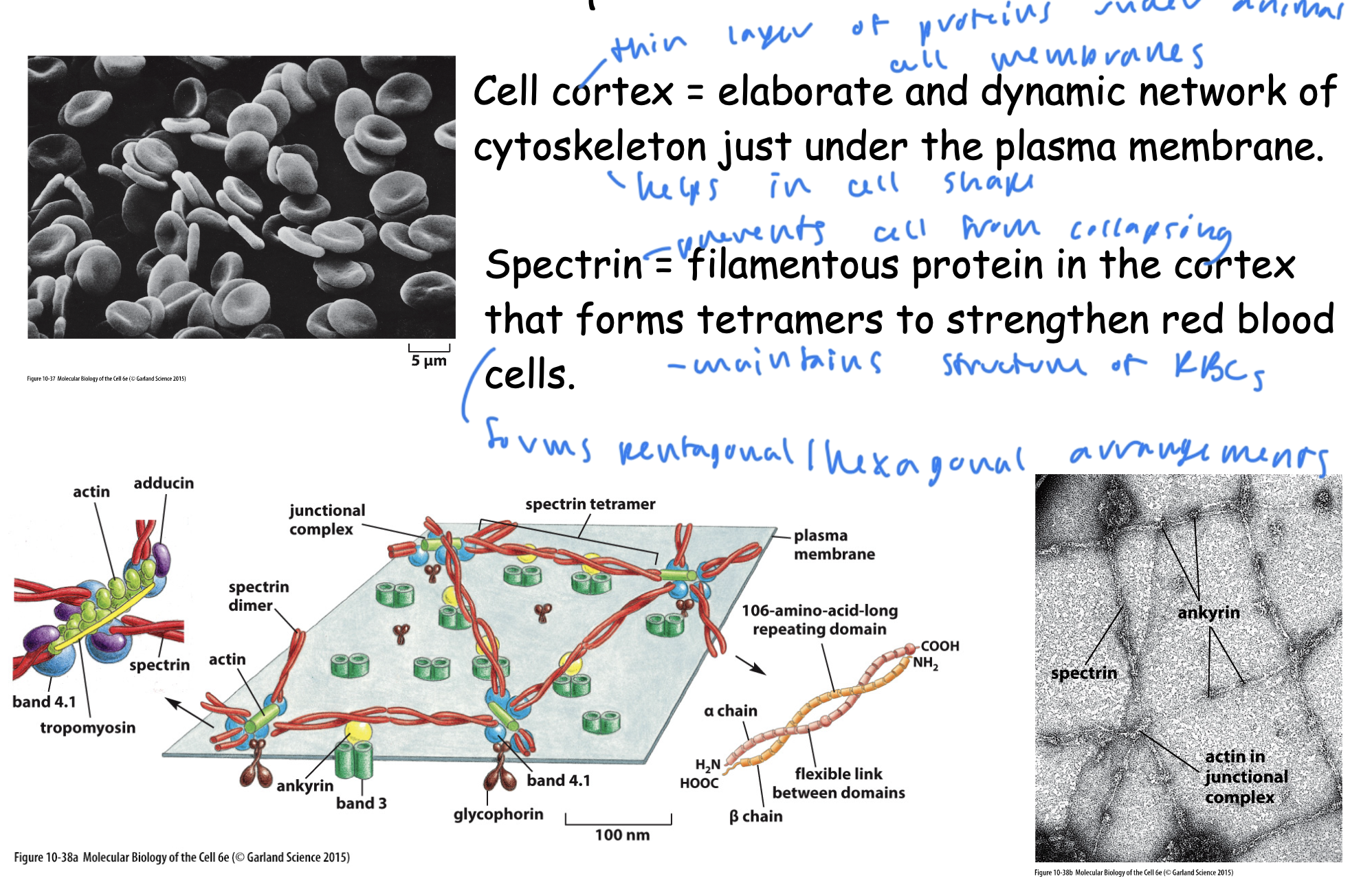 <ul><li><p>protein that prevents cells, especially RBCs from collapsing and helps them retain structure</p></li><li><p>a filamentous protein in the cortex that forms tetramers to strengthen RBCs</p></li><li><p>forms pentagonal/hexagonal arrangements</p></li></ul><p></p>