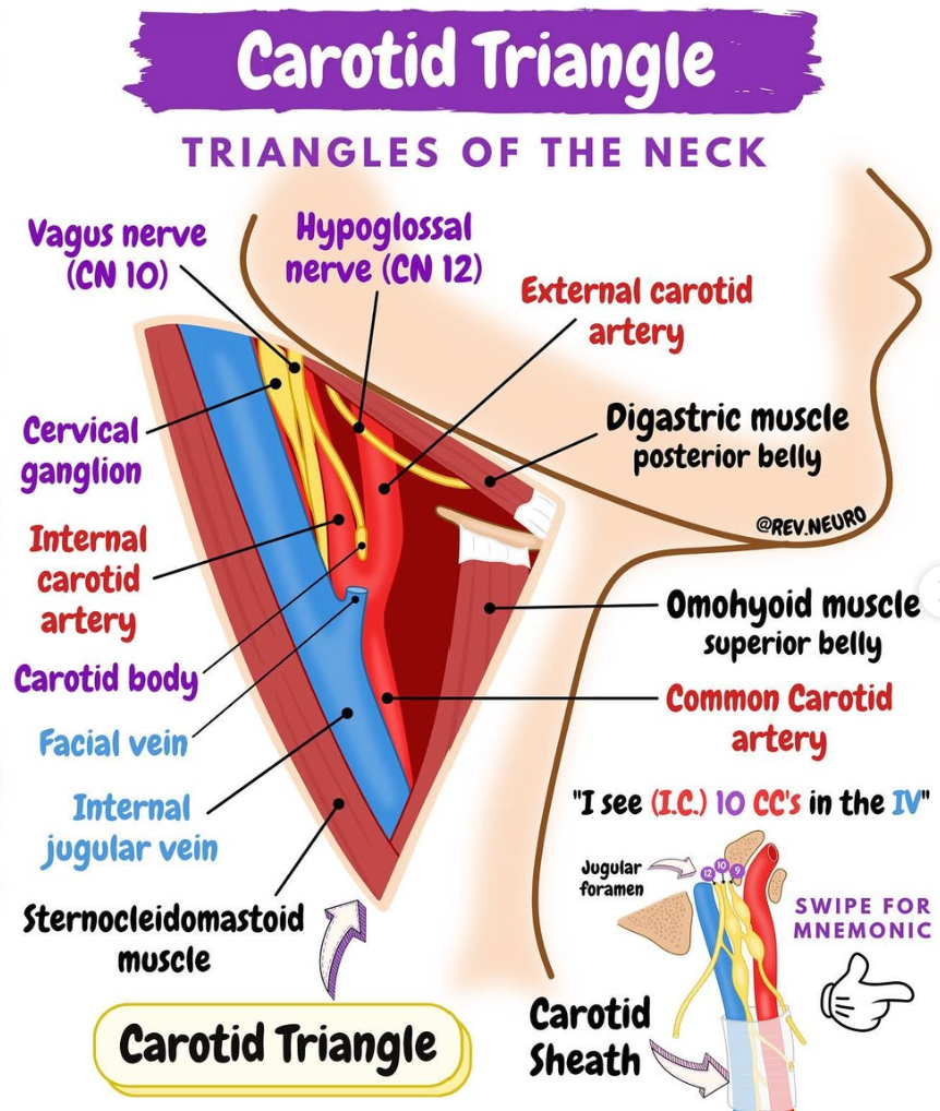 <p>Which one of the following structures is not related to the carotid triangle?</p><p>A. hypoglossal nerve</p><p>B. superior laryngeal nerve</p><p>C. facial artery</p><p>D. thyrohyoid muscle</p><p><strong><mark data-color="red" style="background-color: red; color: inherit">E. sternohyoid muscle</mark></strong></p><p></p>