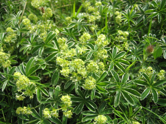 <p>Alpine lady’s mantle</p>