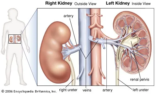 <p><strong>Q:</strong> What emerges from the renal hilum?</p>