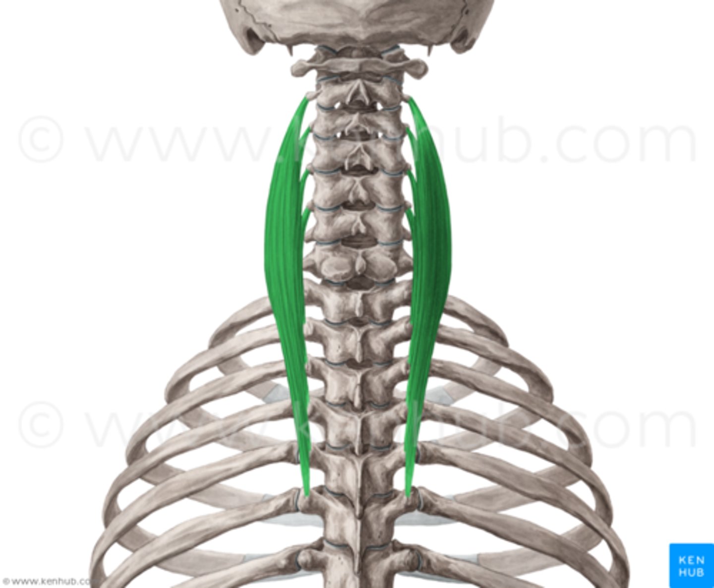 <p>extends cervical region of vertebral column</p>