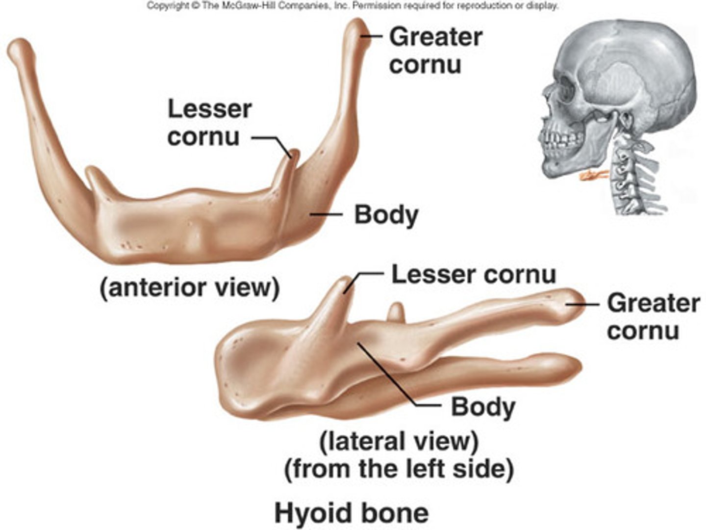 <p>Areas of muscle and ligament attachment</p>