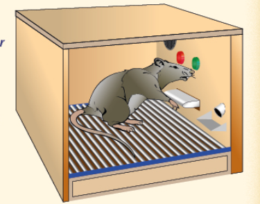 <p>What was the Skinner Box experiment?</p>