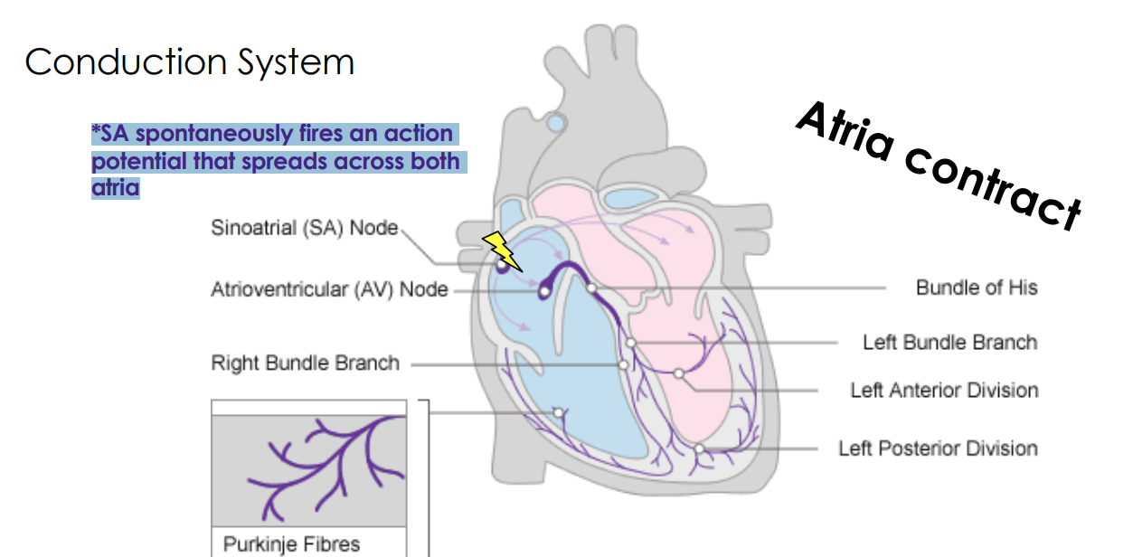 <p>*SA spontaneously fires an action potential that spreads across both atria</p>