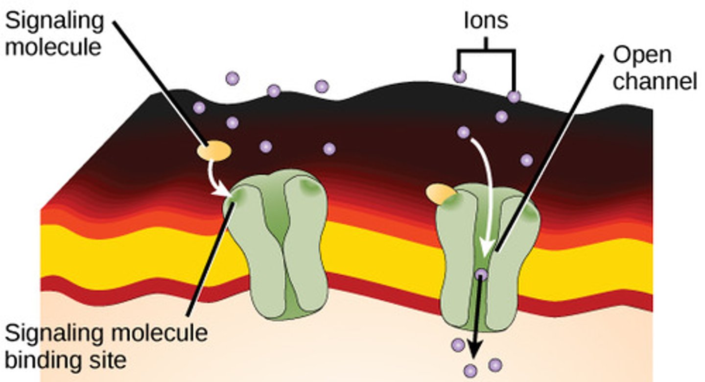 <p>ion channels</p>
