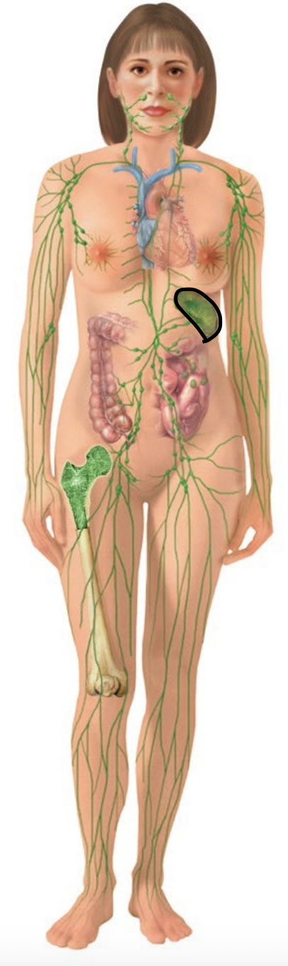 <p>An organ that filters blood, removes old red blood cells, and helps produce immune responses.</p>