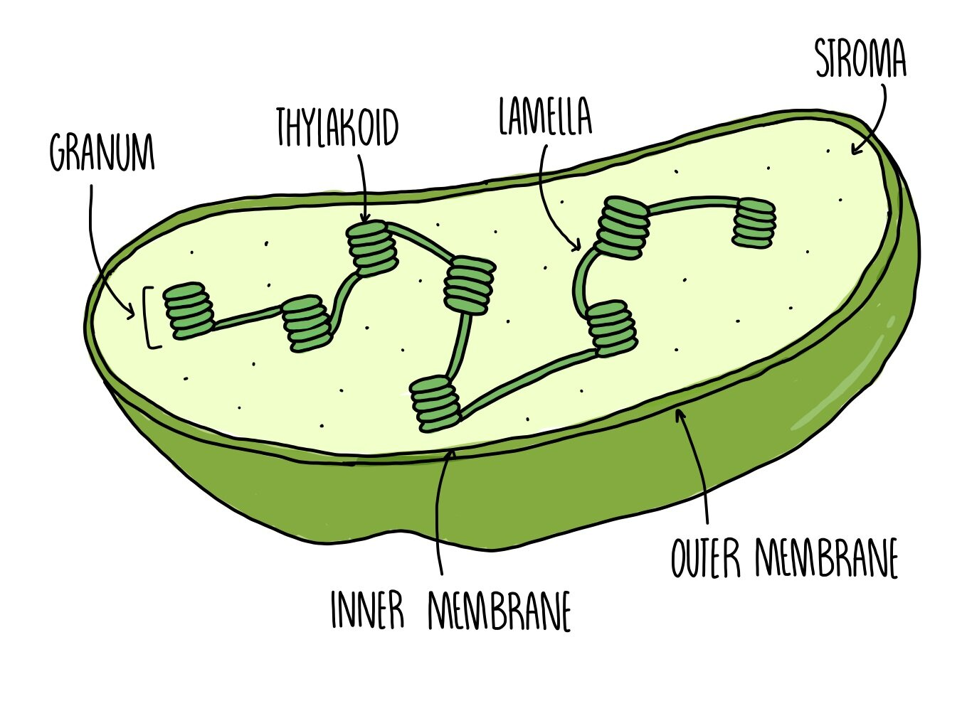 <ol><li><p>surrounded by a double membrane, </p></li><li><p>contains thylakoids (folded membranes embedded with pigments), </p></li><li><p>fluid filled stroma contains enzymes for photosynthesis in plants</p></li></ol>