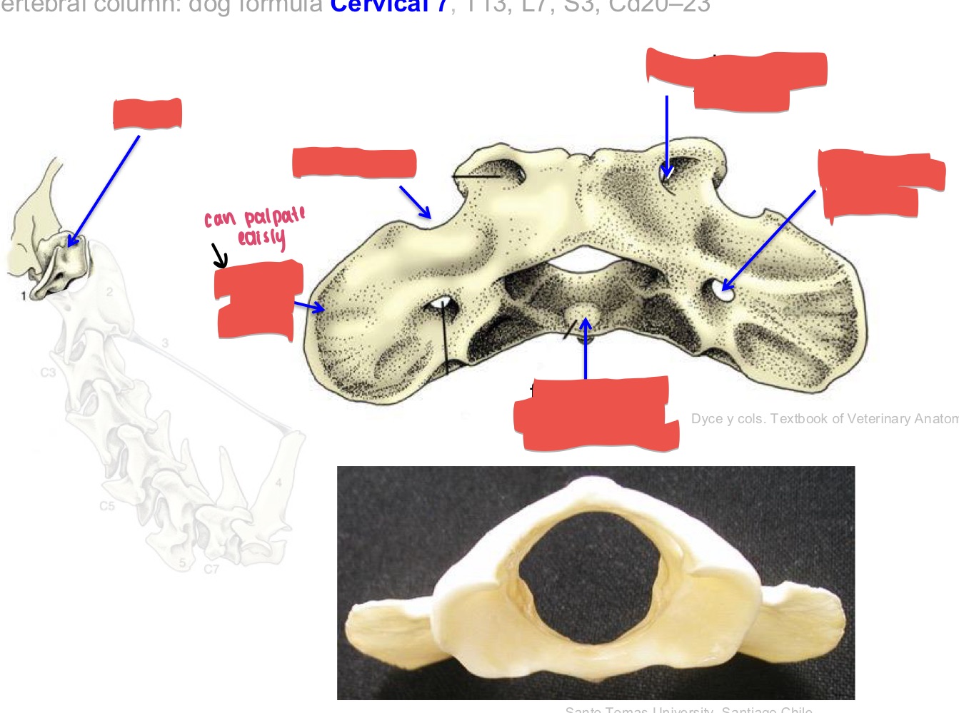 <p>Name the bone, type of bone, and aspects of the bone.</p>
