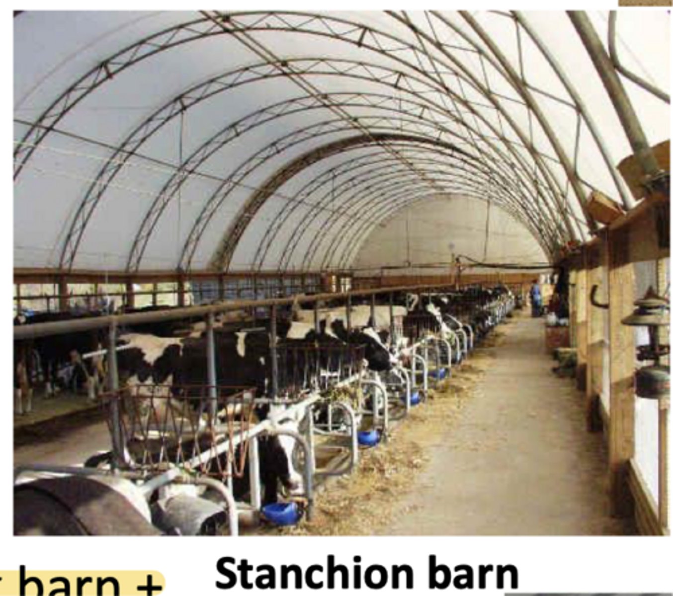 <p>how would you describe a stanchion barn confinement system</p>