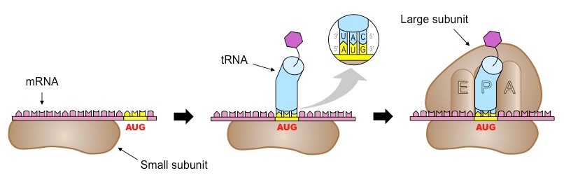 <p>The mRNA binds to the small ribosomal subunit</p><p>The mRNA slides through the subunit until AUG is exposed in the P tRNA binding site</p><p>The first tRNA containing methionine binds to the mRNA start codon</p><p>The large subunit plops on top</p><ol><li><p>mRNA binds to small subunit</p></li><li><p>mRNA slides until AUG</p></li><li><p>tRNA with met binds to mRNA</p></li><li><p>Large subunit binds to everything</p></li></ol><p></p>