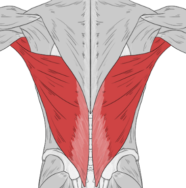 <p>Latissimus Dorsi</p>