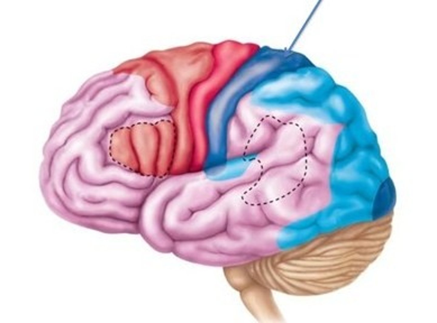 <p>general sensations in skin, proprioception of skeletal muscles joints and tendons, identification of region(s) of stimulation</p>