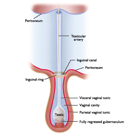 <p>third phase of testicular descent in which the gubernaculum regresses, peritoneum pinches off.</p>