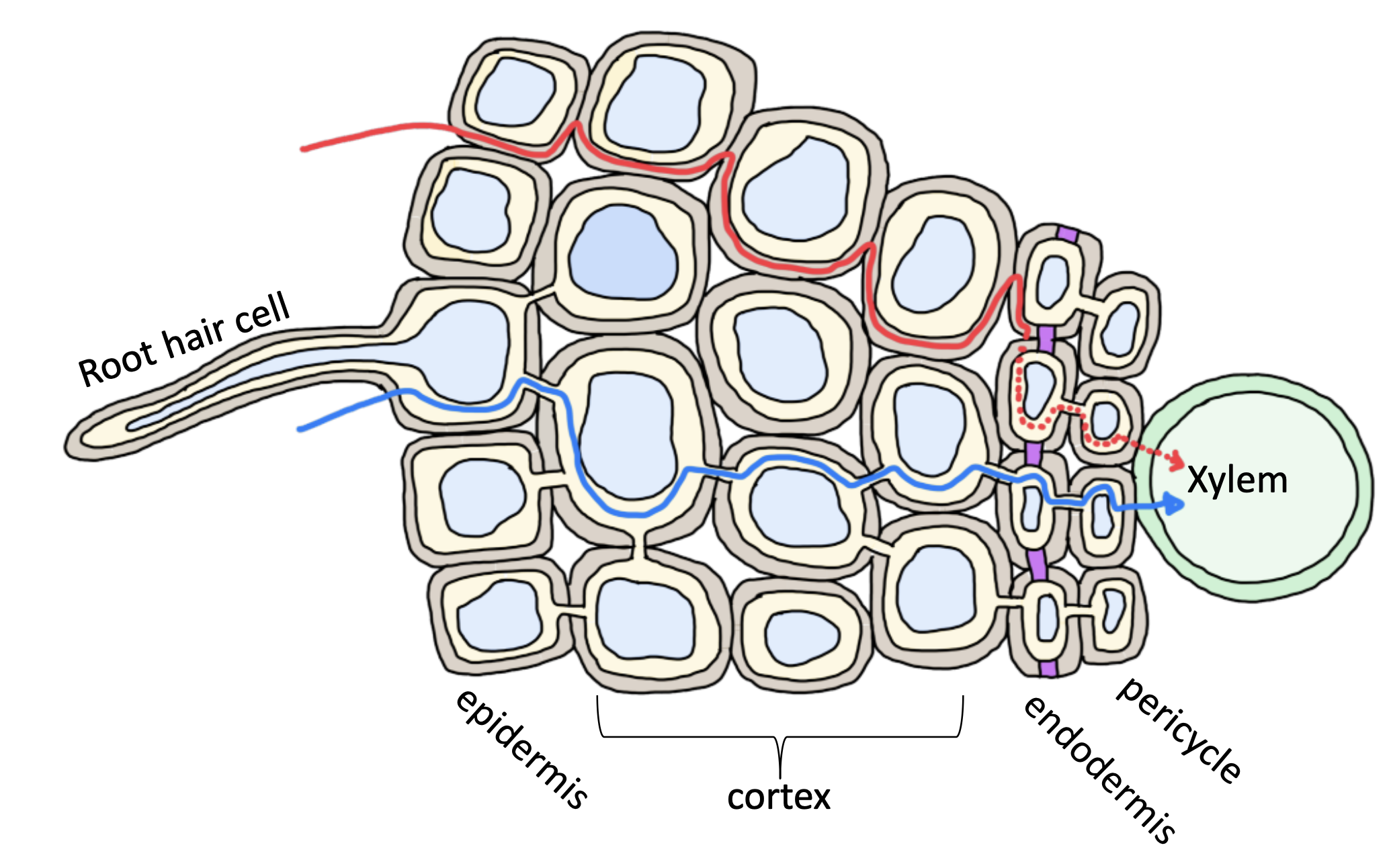 <p>label what the blue, red and purple coloured parts are showing</p>
