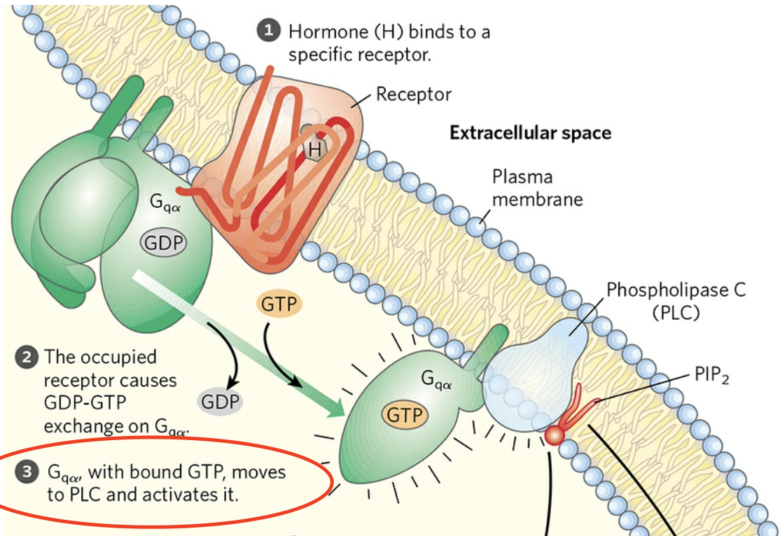 <p>Phospholipase C (PLC)</p>