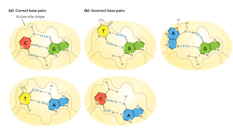 <p>contributes to fidelity of DNA replication via base-pair geometry</p><ul><li><p>active site flexible enough for catalysis of properly matched bases</p></li><li><p>incorrect BP = binding site contorts = less favourable</p><ul><li><p>prevents replication of wrong BPs</p></li></ul></li></ul><p></p>