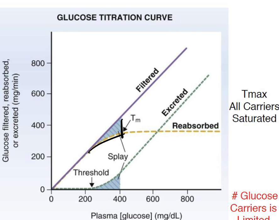 <p>as plasma gluc increases, filtered load</p>