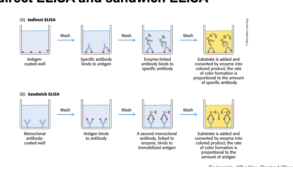 <p>indirect ELISA (antigen-antibody-antibody)</p><ul><li><p>antigen coated well → wash → specific antibody binds to antigen → wash → enzyme-linked antibody binds to specific antibody → wash → substrate is added and converted by enzyme into colored product; the rate of color formation is <strong>proportional</strong> to the amount of <u>specific antibody</u></p></li></ul><p>sandwich ELISA (antibody-antigen-antibody)</p><ul><li><p>monoclonal antibody coated well → wash → antigen binds to antibody → wash → second monoclonal antibody, linked to enzyme, binds to immobilized antigen → wash → substrate is added and converted by enzyme into colored product; rate of color formation is <strong>proportional</strong> to <u>amount of antigen</u></p></li></ul><p></p>