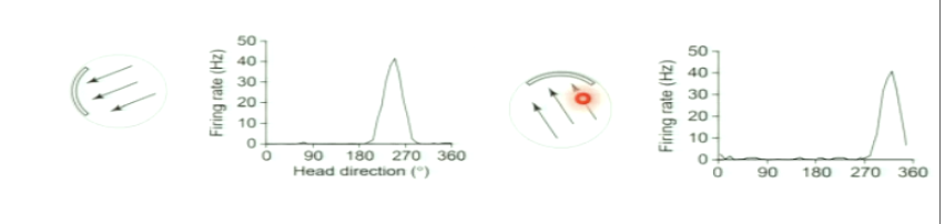 <p><span><span>The preferred firing direction rotates by the same amount as the cue. This shows that HD cells anchor their directional tuning to external environmental landmarks</span></span></p>