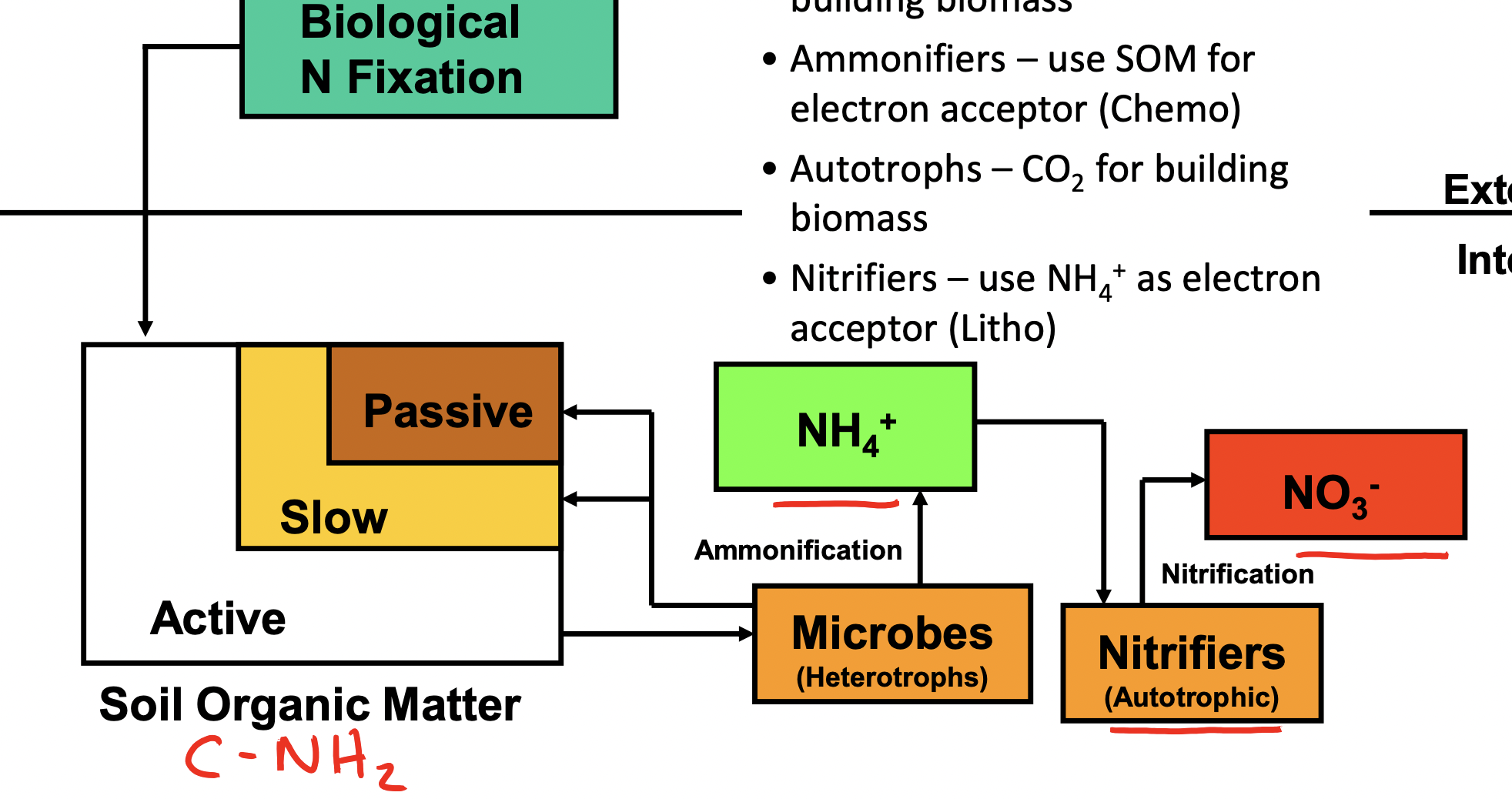 <p>Nitrogen Cycle</p>
