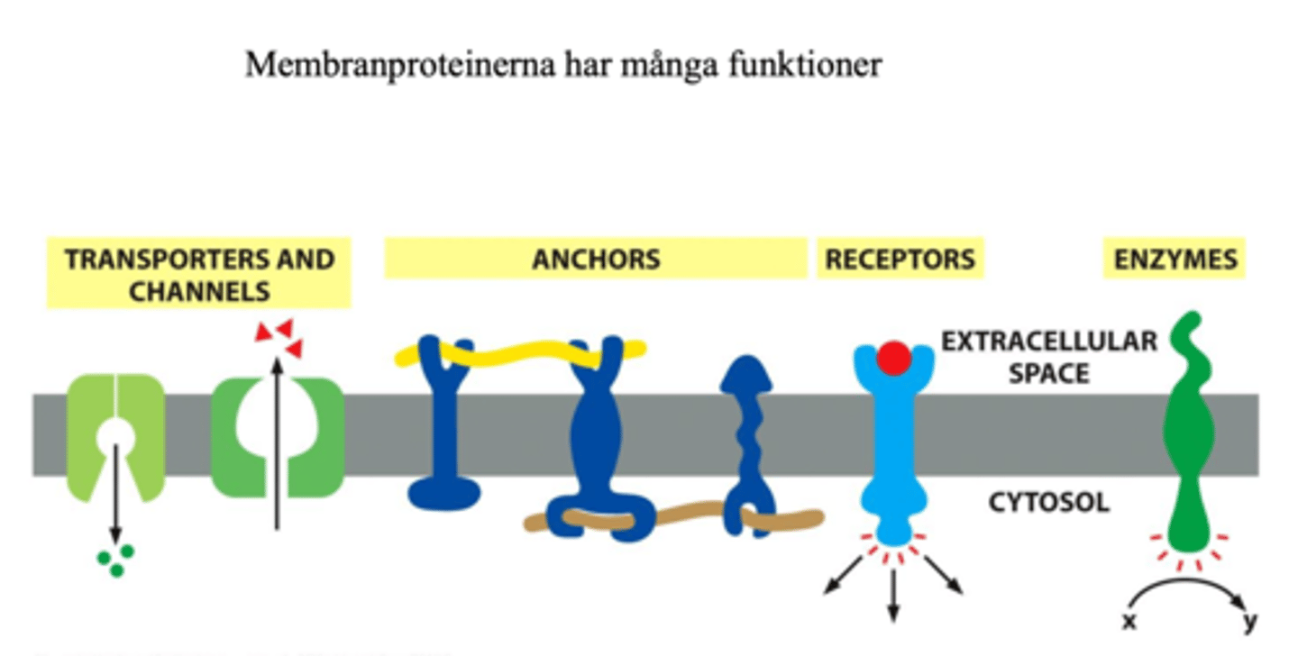 <p>- De fungerar som transportörer och kanaler</p><p>- De fungerar som ankare</p><p>- De fungerar som receptorer, dvs de fångar upp och vidarebefordrar signaler (retningar) i till exempel en nervcells omgivning.</p><p>- De bidrar till enzymatisk aktivitet</p>