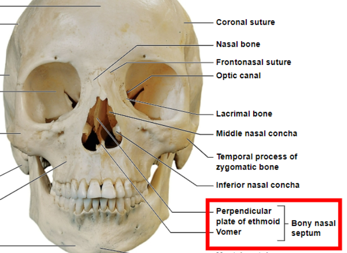 <p>what makes up the bony nasal septum</p>
