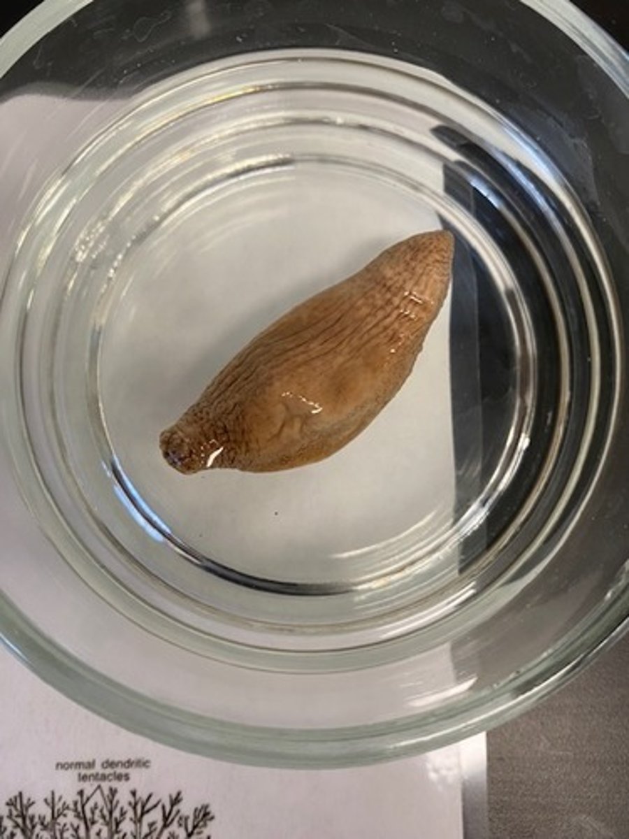 <p>Where does this organism live?</p>