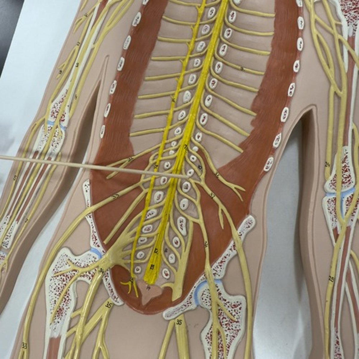 <p>Identify the structure.</p>