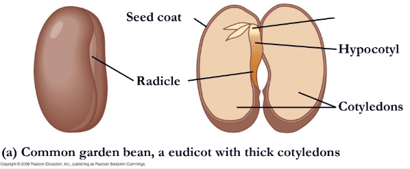 <p>What is a eudicot or monocot?</p>